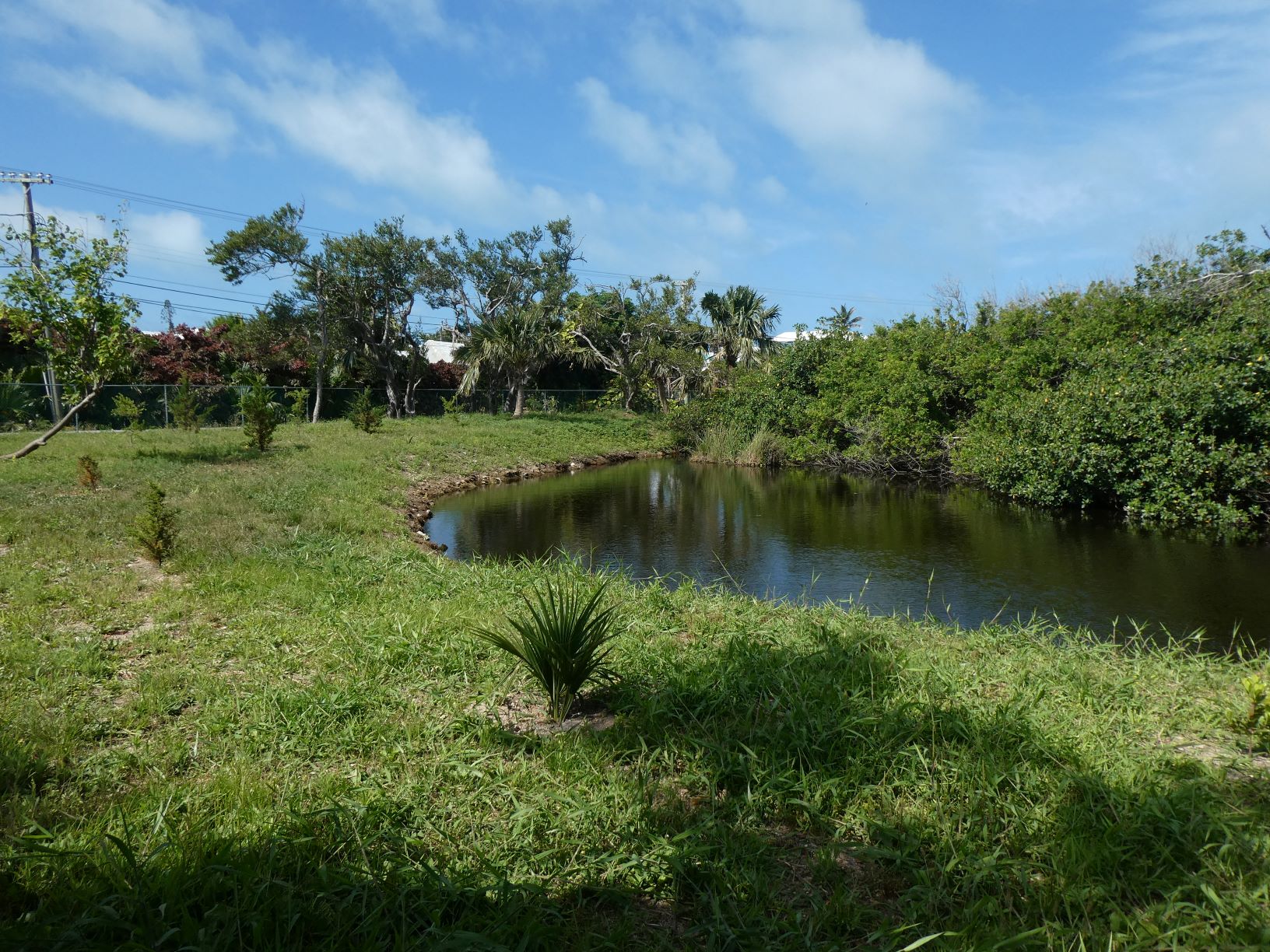 Newly planted endemic trees along the edge of Somerset Long Bay Pond